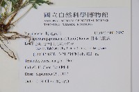 日本金粉蕨藏品圖，第2張