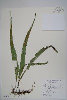 粵瓦葦藏品圖，第1張