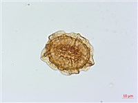 鐵角蕨藏品圖，第1張