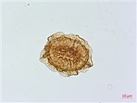 鐵角蕨藏品圖，第2張