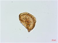 鐵角蕨藏品圖，第3張