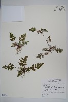 登錄號:P012701藏品圖，第1張