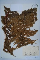 登錄號:P012703藏品圖，第1張