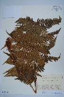 登錄號:P012704藏品圖，第1張