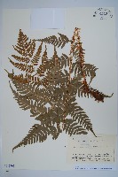 二型鱗毛蕨藏品圖，第1張