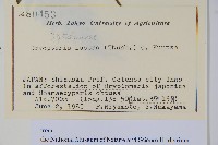 二型鱗毛蕨藏品圖，第2張