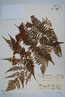 二型鱗毛蕨藏品圖，第1張