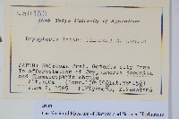 二型鱗毛蕨藏品圖，第2張