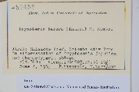 二型鱗毛蕨藏品圖，第2張