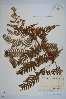 二型鱗毛蕨藏品圖，第1張