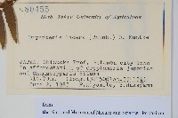 二型鱗毛蕨藏品圖，第2張