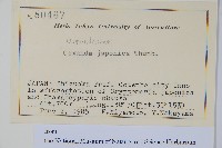 紫萁藏品圖，第1張