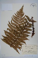 登錄號:P012717藏品圖，第1張