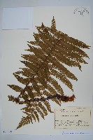 登錄號:P012718藏品圖，第1張