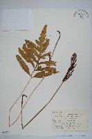 球子蕨藏品圖，第1張