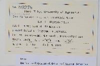 球子蕨藏品圖，第2張