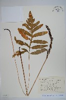 球子蕨藏品圖，第1張