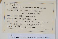 球子蕨藏品圖，第2張