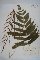 海南實蕨藏品圖，第1張