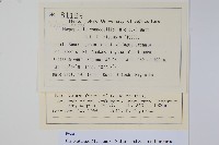 長柄假金星蕨、長柄卵果蕨藏品圖，第2張