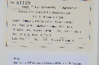 長柄假金星蕨、長柄卵果蕨藏品圖，第2張