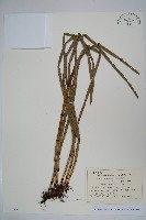 大木賊藏品圖，第1張