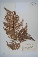 登錄號:P012734藏品圖，第1張