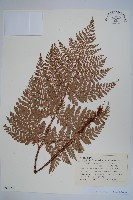 登錄號:P012735藏品圖，第1張