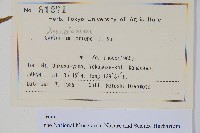 貫眾蕨藏品圖，第2張