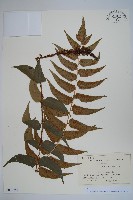 貫眾蕨藏品圖，第1張