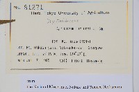 貫眾蕨藏品圖，第2張