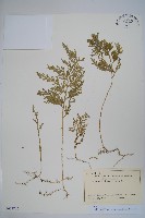 密葉卷柏藏品圖，第1張