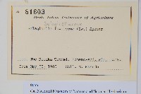 密葉卷柏藏品圖，第2張