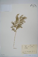 密葉卷柏藏品圖，第1張