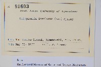 密葉卷柏藏品圖，第2張