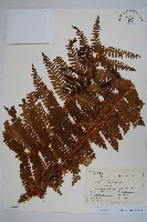 綿馬鱗毛蕨藏品圖，第1張