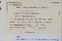 綿馬鱗毛蕨藏品圖，第2張