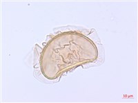 登錄號:P012766藏品圖，第1張