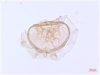 登錄號:P012766藏品圖，第2張