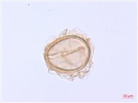 登錄號:P012766藏品圖，第3張