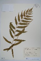 狹葉貫眾蕨藏品圖，第1張