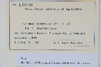 狹葉貫眾蕨藏品圖，第2張