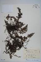 登錄號:P012769藏品圖，第1張