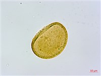 坡生蹄蓋蕨藏品圖，第1張