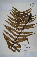 登錄號:P012776藏品圖，第1張