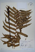 登錄號:P012777藏品圖，第1張