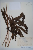 登錄號:P012778藏品圖，第1張