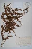 登錄號:P012779藏品圖，第1張