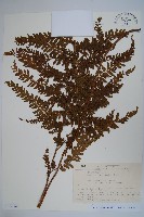 登錄號:P012780藏品圖，第1張