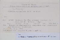 台灣桫欏藏品圖，第2張